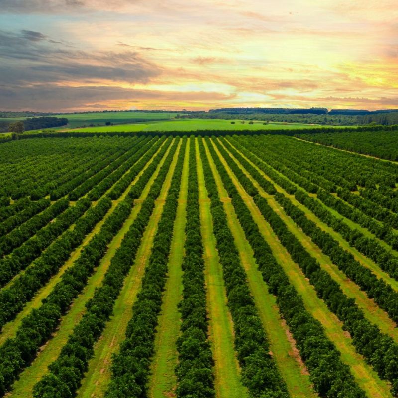 Decarbonising Irrigation Regions in the Basin